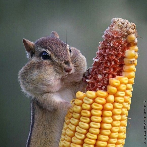 LIKE THIS FLYER to receive SHARE SHOW Notifications! Next Show: November 2025 - Picture 7 of 12